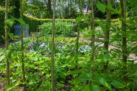 District educational garden, kitchen garden, Burgsteinfurt, Steinfurt, Münsterland, North
