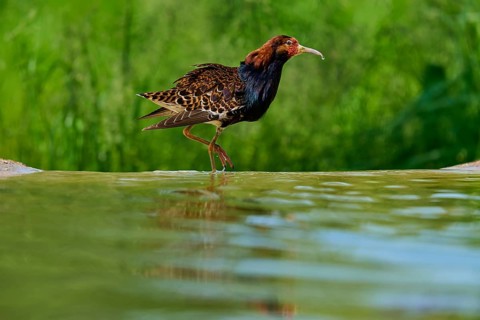 Bird walking on the water with colourful plumage, ruff (Calidris pugnax), male, spring, France