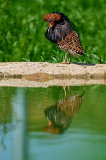 Bird with reflection in the pond and colourful plumage pattern, ruff (Calidris pugnax), male,