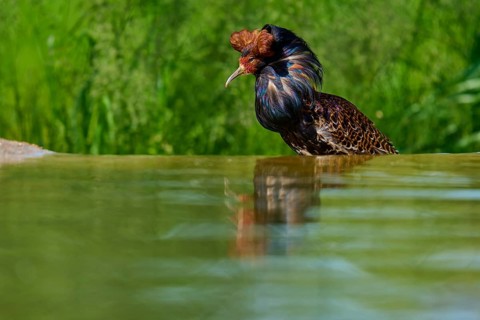 Bird at the water with erect plumage in the background, ruff (Calidris pugnax), male, spring,