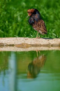 Bird with colourful plumage and ruff, by a pond, ruff (Calidris pugnax), male, spring, France