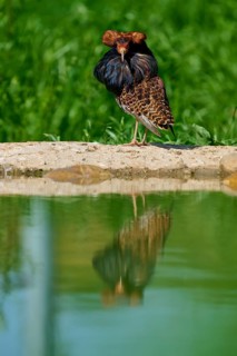Bird with reflection in the water and colourful plumage and ruff, ruff (Calidris pugnax), male,