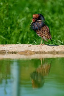 Bird at a pond with colourful plumage in a green background, ruff (Calidris pugnax), male, spring,