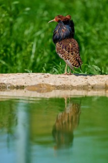 A bird with a ruff, looking sideways over a quiet pond, ruff (Calidris pugnax), male, spring,