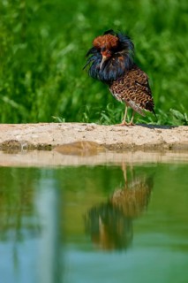 A bird with colourful plumage and ruff stands at the water's edge, its reflection visible in the