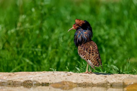 A bird with brightly coloured plumage stands on a stone in the greenery, ruff (Calidris pugnax),