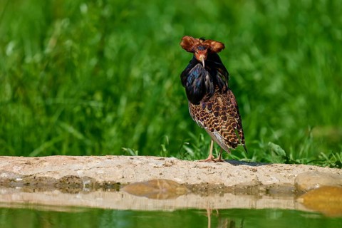 A striking bird with splendid plumage looks directly into the camera, surrounded by greenery, ruff