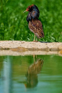 A magnificent bird with colourful plumage and ruff, showing its colourful splendour against a green