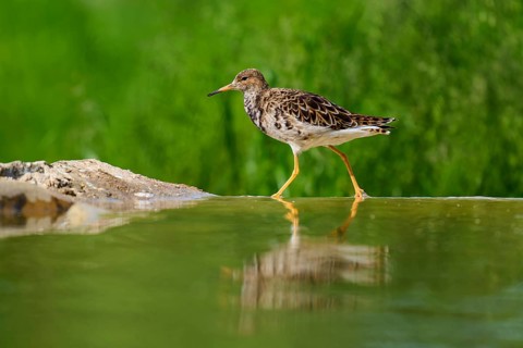 A bird walks along the edge of a water, reflected in the water, surrounded by greenery, ruff