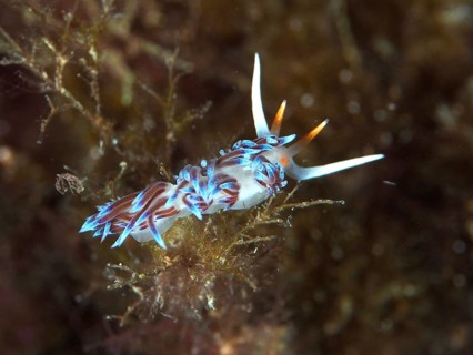 Colourful sea snail with delicate antennae, migratory thread snail (Cratena peregrina), in an