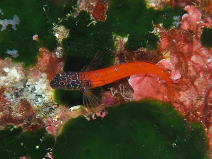A colourful fish with red and blue patterns, Red-black triplefin (Tripterygion melanurus), blenny,