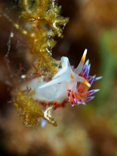 A small nudibranch with pointed, colourful appendages, migratory thread snail (Cratena peregrina),