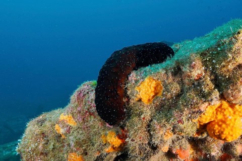 A dark sea cucumber, white-tipped sea cucumber (Holothuria polii), on a colourful underwater reef