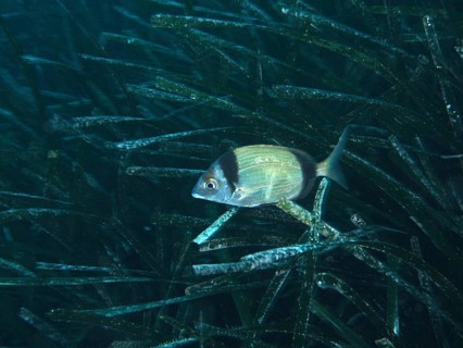A silver-coloured fish, two-banded seabream (Diplodus vulgaris), swimming in dense seagrass,