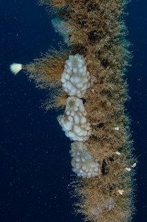 Several sponge-like sea creatures, white sea squirts (Phallusia mammillata) clinging to a rope in