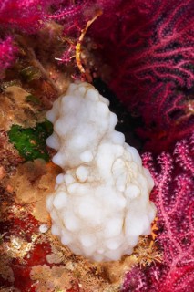 A white, sponge-like creature, white sea squirt (Phallusia mammillata), surrounded by gorgonians