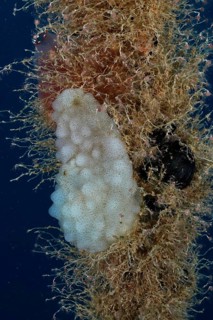 A sponge-like sea creature, white sea squirt (Phallusia mammillata), growing on a rope in the
