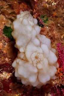 White sea squirt (Phallusia mammillata) in an underwater world in the Mediterranean Sea near