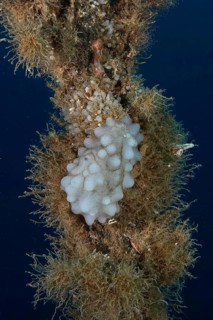 A sponge-like creature, white sea squirt (Phallusia mammillata), on a shipwreck in the