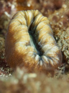 A large yellow warty coral (Balanophyllia europaea) with a distinctive wrinkled texture on the