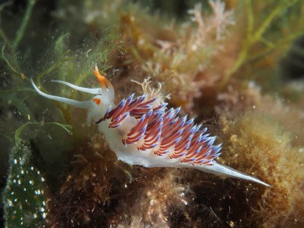 A colourful nudibranch with orange and purple stripes, migratory thread snail (Cratena peregrina),