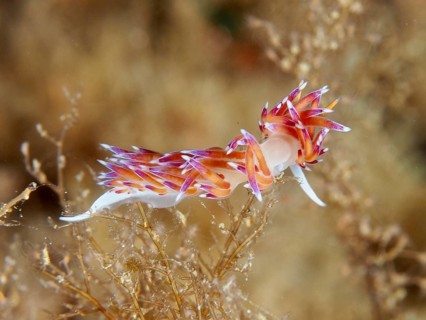 A bright purple-orange nudibranch, migratory thread snail (Cratena peregrina), moving through algae