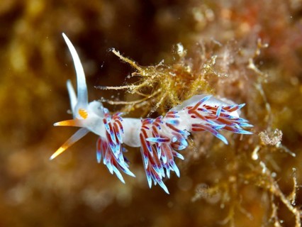 White nudibranch with orange and purple accents, wandering thread snail (Cratena peregrina), in an