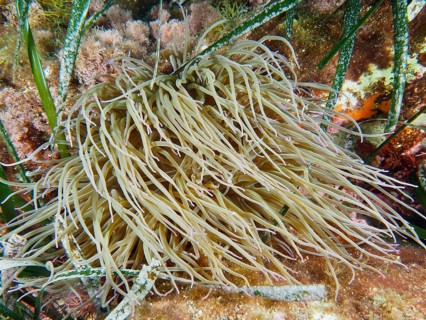 Blonde sea anemone with long tentacles, wax rose (Anemonia sulcata), in the Mediterranean Sea near