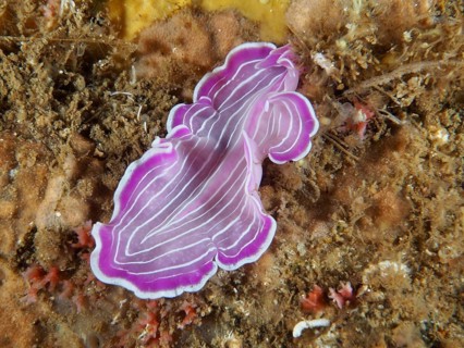 Pink striped flat marine worm, Variable Flatworm (Prostheceraeus giesbrechtii), on the seabed in
