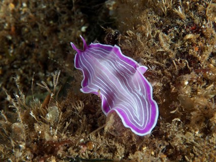 Pink striped marine flatworm, variable flatworm (Prostheceraeus giesbrechtii), on an algae-rich