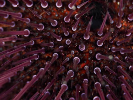 Close-up of a Sphaerechinus granularis (Sphaerechinus granularis) with numerous spines in the