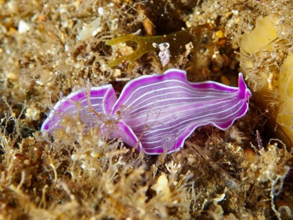 Purple striped marine flatworm, variable flatworm (Prostheceraeus giesbrechtii), on the seabed