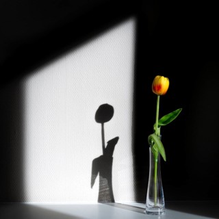 Light and shadow with a tulip, Unterallgäu, Bavaria