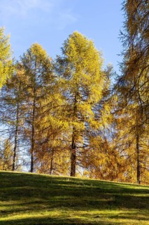 Autumnal larches in bright colours, Salten, Vinschgau, Italy