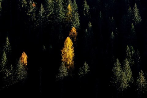 Autumnal larches in bright colours, Val Martello, Val Venosta, Italy