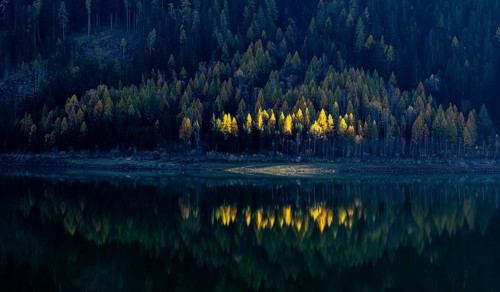 Autumnal larches in bright colours, Lake Zufrittsee, Val Martello, Val Venosta, Italy