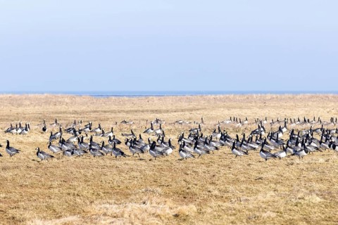 Geese gather by the sea, North Sea, Keitum, Sylt, Schleswig-Holstein