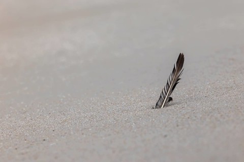 Feather on the beach, Wennigstedt-Braderup, North Sea, Sylt, Schleswig-Holstein