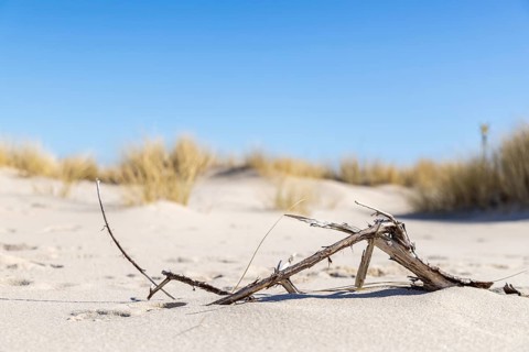 Flotsam and jetsam, broken branch, North Sea, elbow, List, Schleswig-Holstein