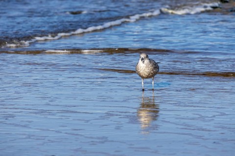 Seagull reflected in the sea, North Sea, Westerland, Sylt, Schleswig-Holstein