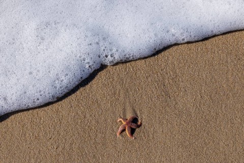Starfish on the beach, Wenningstedt-Braderup, North Sea, Schleswig-Holstein