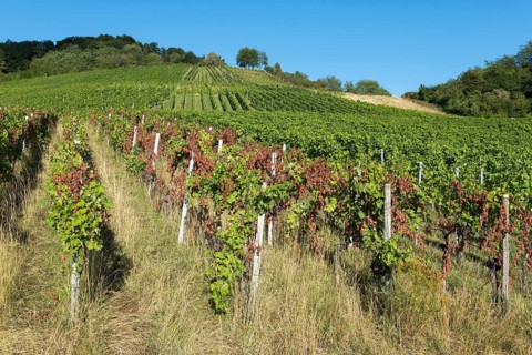 Sunny vineyard with vines on a hill and bright sky in the background, infested with diseases, near