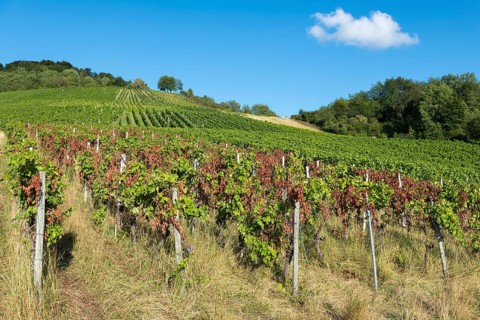 Lush green vines on a sunny slope with a clear blue sky and few clouds, infested with diseases,