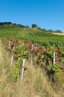 A sunny vineyard on a hill with green and partly red vines under a clear blue sky, infested with