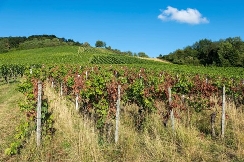 Rows of vines on a sunny hill under a bright blue sky, infested with disease, near Korb near