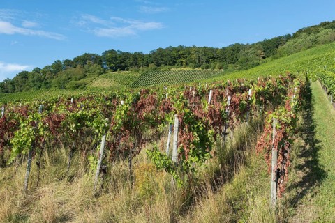 A disease-infested vineyard stretches over hills with a blue sky in the background, near Korb near