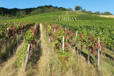 Sunny vineyard with green and partly red vines, extends over an overgrown hill, infested with