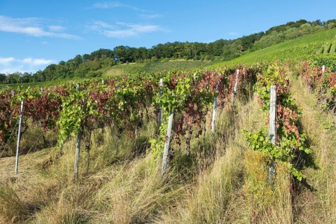 A vineyard full of vines surrounded by grass with a forest in the background, infested with