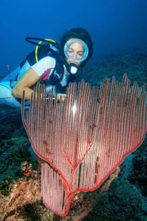 Diver looking at illuminated red comb coral (Ctenocella pectinata), Andaman Sea, Indian Ocean,