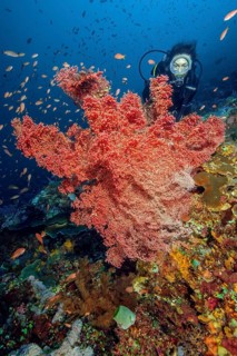 Diver looking at giant knotted fan (Melithaea ochracea) in colourful vibrant intact tropical coral